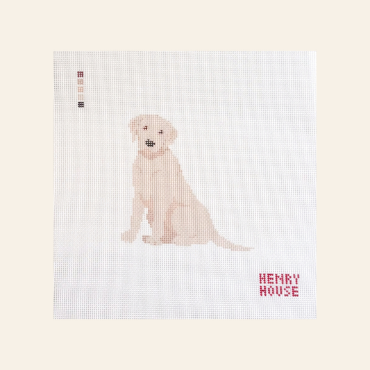 Labrador - Yellow